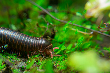 milipede, centipede, kaki seribu, uling, luing, luwing, keluwing,Diplopoda,Spirostreptus,...