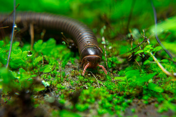 milipede, centipede, kaki seribu, uling, luing, luwing, keluwing,Diplopoda,Spirostreptus, Myriapoda, milpiés , Eumillipes persephone walks looking for rotten leaves or young leaves on the ground