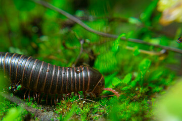 milipede, centipede, kaki seribu, uling, luing, luwing, keluwing,Diplopoda,Spirostreptus, Myriapoda, milpiés , Eumillipes persephone walks looking for rotten leaves or young leaves on the ground