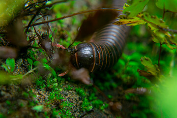 milipede, centipede, kaki seribu, uling, luing, luwing, keluwing,Diplopoda,Spirostreptus, Myriapoda, milpiés , Eumillipes persephone walks looking for rotten leaves or young leaves on the ground