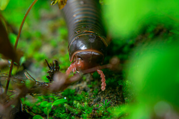 milipede, centipede, kaki seribu, uling, luing, luwing, keluwing,Diplopoda,Spirostreptus, Myriapoda, milpiés , Eumillipes persephone walks looking for rotten leaves or young leaves on the ground