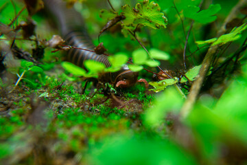 milipede, centipede, kaki seribu, uling, luing, luwing, keluwing,Diplopoda,Spirostreptus, Myriapoda, milpiés , Eumillipes persephone walks looking for rotten leaves or young leaves on the ground