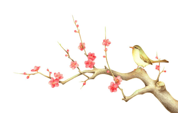 うぐいす Images – Browse 2,591 Stock Photos, Vectors, and Video