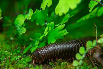 milipede, centipede, kaki seribu, uling, luing, luwing, keluwing,Diplopoda,Spirostreptus, Myriapoda, milpiés , Eumillipes persephone walks looking for rotten leaves or young leaves on the ground