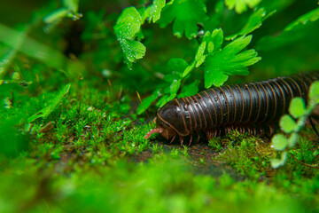 milipede, centipede, kaki seribu, uling, luing, luwing, keluwing,Diplopoda,Spirostreptus, Myriapoda, milpiés , Eumillipes persephone walks looking for rotten leaves or young leaves on the ground