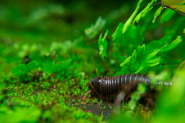 milipede, centipede, kaki seribu, uling, luing, luwing, keluwing,Diplopoda,Spirostreptus, Myriapoda, milpiés , Eumillipes persephone walks looking for rotten leaves or young leaves on the ground