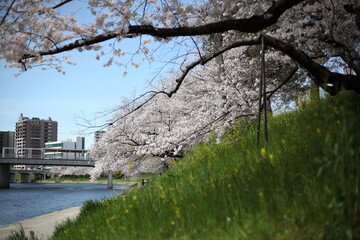 川沿いの桜並木と屋根付きの橋　