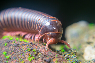 milipede, centipede, kaki seribu, uling, luing, luwing, keluwing,Diplopoda,Spirostreptus, Myriapoda, milpiés , Eumillipes persephone walks looking for rotten leaves or young leaves on the ground