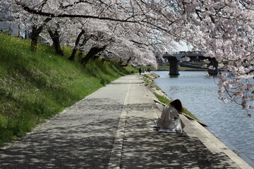 桜の咲く河川敷の道と花見をする女性