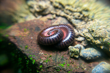 milipede, centipede, kaki seribu, uling, luing, luwing, keluwing,Diplopoda,Spirostreptus, Myriapoda, milpiés , Eumillipes persephone walks looking for rotten leaves or young leaves on the ground