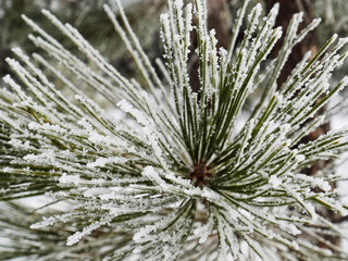 snow covered pine needles