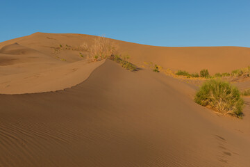 Fototapeta na wymiar Giant sand dune on a summer day
