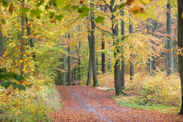 Rudeskov forest in denmark
