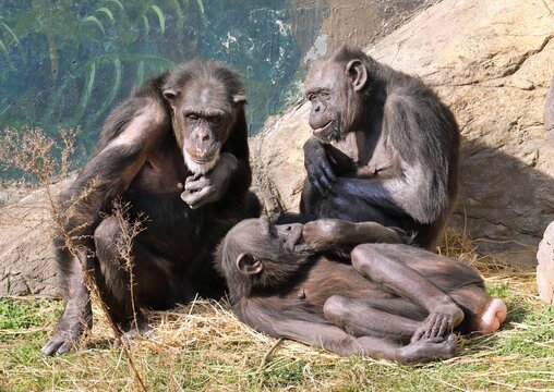 仲良く暮らす３頭のチンパンジー