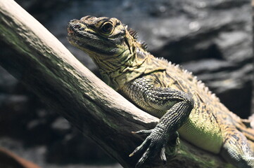 木の上でのんびりくつろぐフィリピンホカケトカゲ