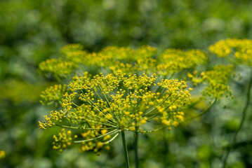 dill macro