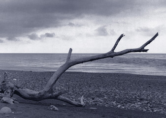 ocean and driftwood