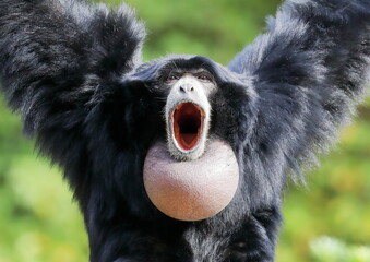 大きな声で鳴くフクロテナガザルのオス