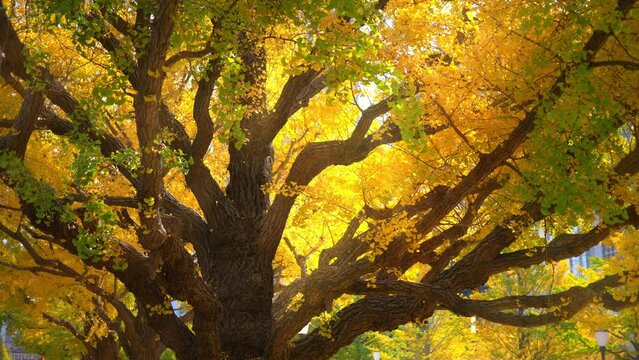 Autumn ginkgo trees in a city park in Japan, seasonal landscape in the city