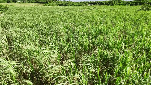 沖縄 サトウキビ畑 4Kドローン 空撮