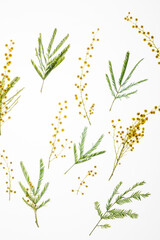 mimosa branch on the white background