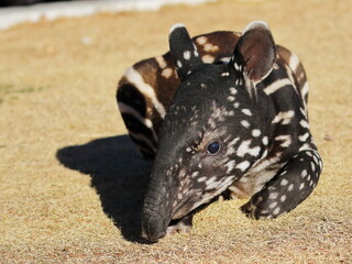 伏せて休むマレーバクの赤ちゃん