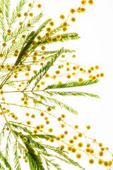 mimosa branch on the white background