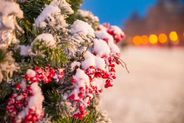 snow-covered branches of a Christmas tree on the street against the background of Christmas lights