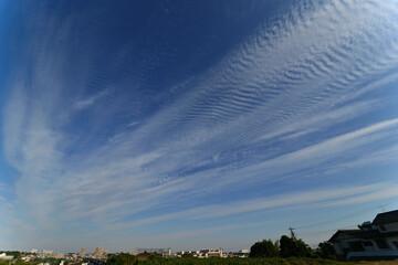 Fototapeta premium 鱗雲、秋のはじまり