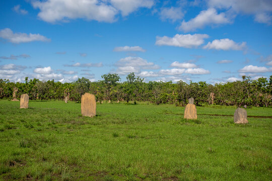 Litchfield Magnetic Termite Mounds