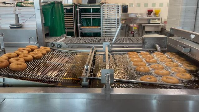 Many donuts frying in hot oil and movind on conveyor belt. Frying donuts in donut factory. Industrial production of donuts