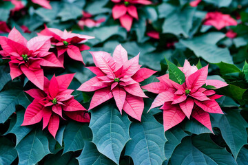 red  poinsettia flowes