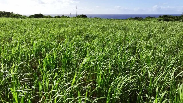沖縄 サトウキビ畑 4Kドローン 空撮