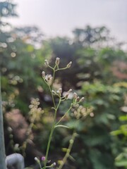 Mustard greens or Cyanthillium cinereum; formerly classified as Vernonia cinerea, is an annual weed in the family Asteraceae. the plant grows up to 1 m tall but is typically found as a small herb abou