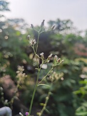Mustard greens or Cyanthillium cinereum; formerly classified as Vernonia cinerea, is an annual weed in the family Asteraceae. the plant grows up to 1 m tall but is typically found as a small herb abou