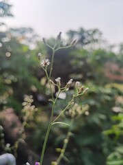 Mustard greens or Cyanthillium cinereum; formerly classified as Vernonia cinerea, is an annual weed in the family Asteraceae. the plant grows up to 1 m tall but is typically found as a small herb abou