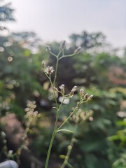 Mustard greens or Cyanthillium cinereum; formerly classified as Vernonia cinerea, is an annual weed in the family Asteraceae. the plant grows up to 1 m tall but is typically found as a small herb abou