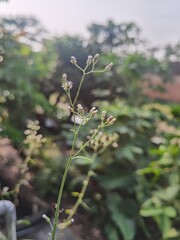 Mustard greens or Cyanthillium cinereum; formerly classified as Vernonia cinerea, is an annual weed in the family Asteraceae. the plant grows up to 1 m tall but is typically found as a small herb abou