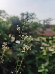 Mustard greens or Cyanthillium cinereum; formerly classified as Vernonia cinerea, is an annual weed in the family Asteraceae. the plant grows up to 1 m tall but is typically found as a small herb abou