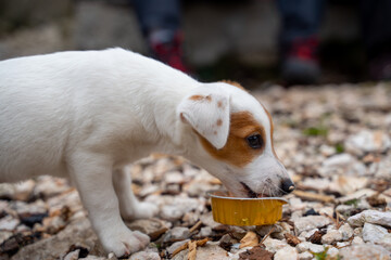 A small white dog eats food from a small box