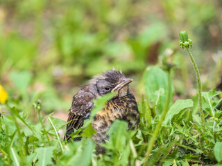 A fieldfare chick, Turdus pilaris, has left the nest and sitting on the spring lawn. A fieldfare...