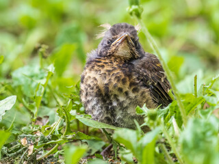 A fieldfare chick, Turdus pilaris, has left the nest and sitting on the spring lawn. A fieldfare...