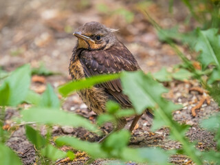 A fieldfare chick, Turdus pilaris, has left the nest and sitting on the spring lawn. A fieldfare...