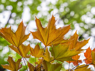 Fototapeta premium Tree branch with dark red leaves, Acer platanoides, the Norway maple Crimson King. Red Maple acutifoliate Crimson King, young plant with green background.