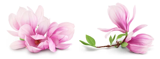 Fotobehang Pink magnolia flower isolated on white background with full depth of field © kolesnikovserg