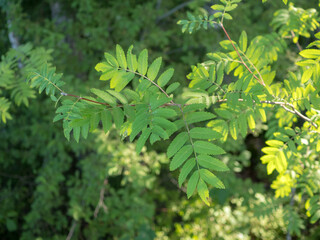 Fototapeta na wymiar rowan branch with green leaves