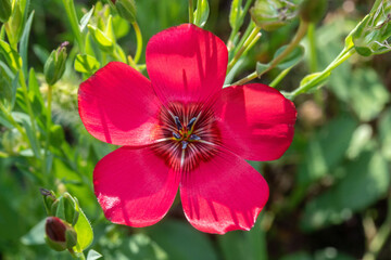 red flower