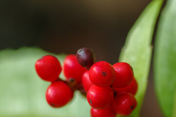 センリョウの赤い実