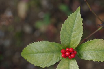 センリョウのギザギザの葉と赤い実