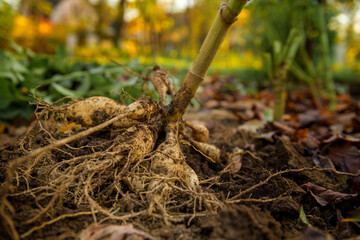 Freshly lifted dahlia plant tubers. Digging up dahlia tubers, cleaning and preparing them for winter storage. Autumn gardening jobs. Overwintering dahlia tubers.